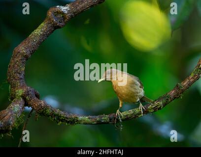 Clay-Colored Thrush (Turdus grayi) aka clay-colored robin.   The national bird of Costa Rica. Stock Photo