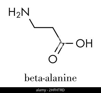 Beta-alanine molecule. Naturally occurring beta amino acid. Precursor of carnosine. Athletes often use beta-alanine supplements. Skeletal formula. Stock Vector