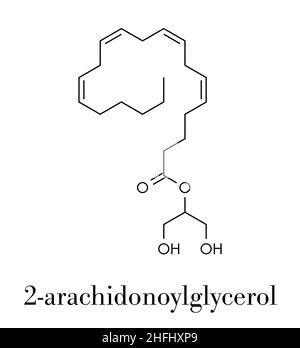 2-Arachidonoylglycerol (2-AG) endocannabinoid neurotransmitter molecule ...