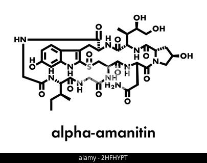 Alpha-amanitin death cap toxin molecule. Present in many Amanita mushrooms. Skeletal formula. Stock Vector