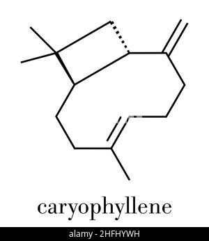 Caryophyllene molecule. Constituent of multiple herbal essential oils, including clove oil. Skeletal formula. Stock Vector