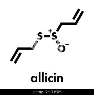 Allicin garlic molecule. Formed from alliin by the enzyme alliinase. Believed to have a number of positive health effects. Skeletal formula. Stock Vector