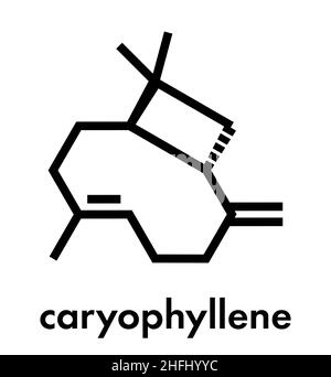 Caryophyllene molecule. Constituent of multiple herbal essential oils, including clove oil. Skeletal formula. Stock Vector
