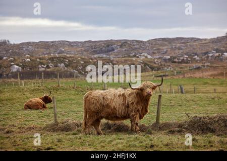 group of Scottish alpine cows grazing on a farm with a city in the background. Ireland, Co. Donegal Stock Photo