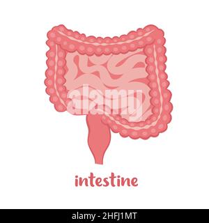Human intestine, internal organ icon. Anatomy, medicine concept, Healthcare. Vector illustration in flat style isolated on white background Stock Vector