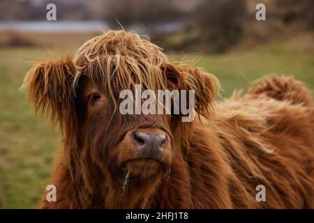 Scottish alpine cow portrait in open field. Ireland, Co. Donegal Stock Photo