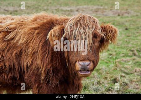 Scottish alpine cow portrait in open field. Ireland, Co. Donegal Stock Photo