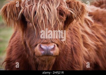 Close up portrait of Scottish alpine cow from the highlands, on farm in Ireland, Co.Donegal Stock Photo