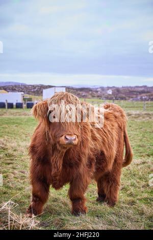 Scottish alpine cow portrait in open field. Ireland, Co. Donegal. copy space in image vertical Stock Photo