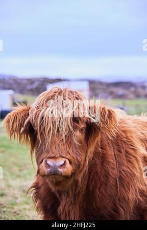 Scottish alpine cow portrait in open field. Ireland, Co. Donegal. copy space in image vertical, close-up Stock Photo