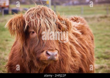 Scottish alpine cow portrait in open field. Ireland, Co. Donegal Stock Photo