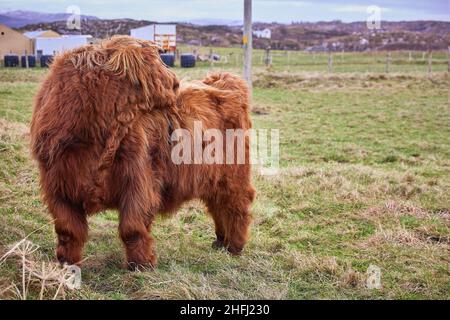 Scottish alpine cow portrait in open field. Ireland, Co. Donegal Stock Photo