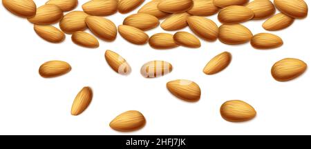 realistic vector background. Almond nuts. Isolated on white background. Stock Vector