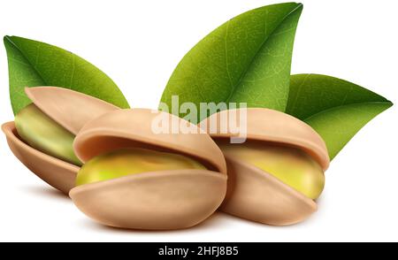 realistic vector icon. Pistachio nuts with leaves. Isolated on white background. Stock Vector