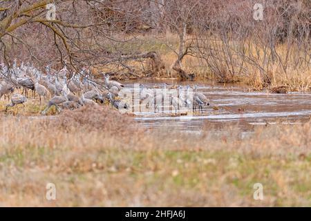 A Group of Sandhill Cranes in a Hidden Creek near the Platte River near Kearney, Nebraska Stock Photo