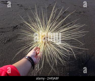 A dried Spinifex longifolius seed head on the sand dunes Stock Photo