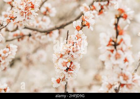 Blooming white sakura cherry blossom flowers close-up Stock Photo