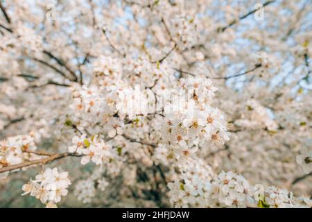 Blooming white sakura cherry blossom flowers close-up Stock Photo