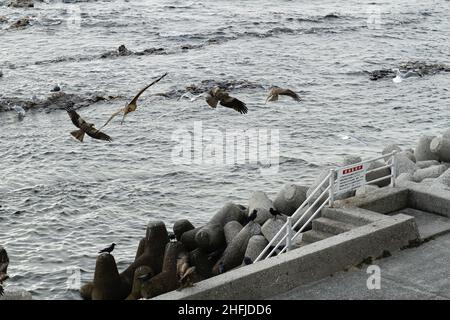 Minamichita, Aichi, Japan, 2022/15/01 ,  birds coming to the coast line to eat the left over of a restaurant specialized on fish at Chita Peninsula (C Stock Photo