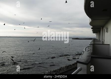 Minamichita, Aichi, Japan, 2022/15/01 ,  birds coming to the coast line to eat the left over of a restaurant specialized on fish at Chita Peninsula (C Stock Photo