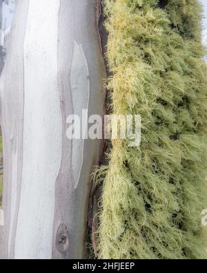 Fruticose Lichen growing on a tree trunk in alpine Victoria, Australia Stock Photo