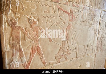 Scenes from the Tomb of Khnumhotep and Niankhkhnum, Saqqara Stock Photo