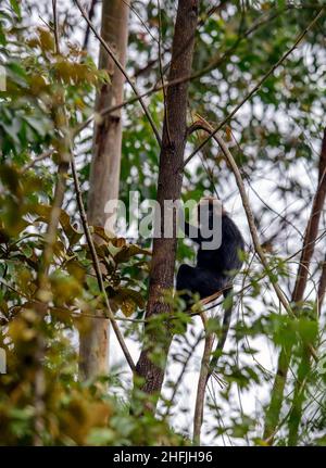 The Nilgiri langur is a langur found in the Nilgiri Hills of the Western Ghats in South India. Stock Photo