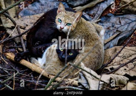 Two cats are resting in the yard. Tabby white-brown shorthair and black cats looking at the camera. Stock Photo
