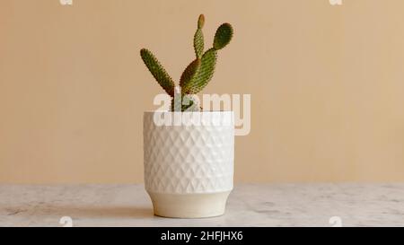 Red Bunny ear cactus in a white pot Stock Photo