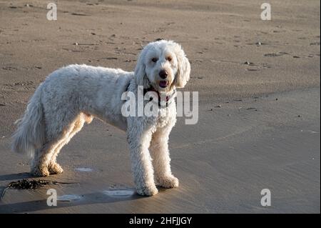 Furry beautiful male labradoodle on a beach in Ireland Stock Photo