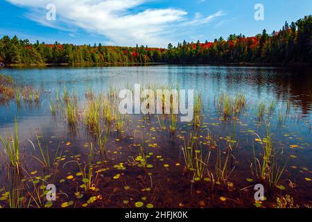 The littoral zone at Peck Lake, a small lake in Algonqual Park Ontario, Canada that has a popular hike trail that circles the lake. Stock Photo