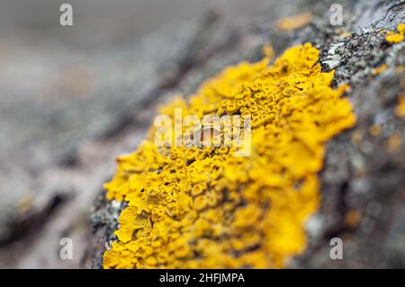 Lichen macula on tree bark, close-up with shallow depth of field and soft focus. Stock Photo
