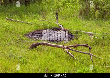 Extinguished fireplace in nature. Burnt coal, green grass and dry twigs. The consequences of a vacation outside the city. Stock Photo