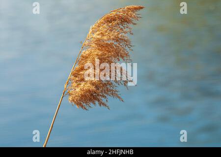 Dry reed with seeds in soft sunlight on water background, selective focus. Stock Photo