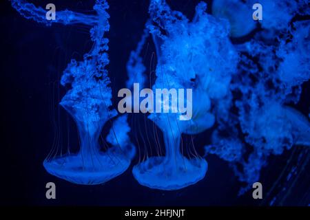Beautiful jellyfish in the neon light in aquarium, nature background Stock Photo