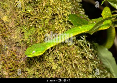 danger green snake side-striped palm pitviper or side-striped palm viper (Bothriechis lateralis) Venomous pit viper species found in the mountains of Stock Photo