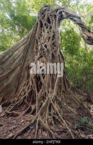 Tangled Fig Tree and tree trunks in tropical jungle forest, Rincon de la Vieja National Park, Parque Nacional Rincon de la Vieja, Guanacaste Province, Stock Photo