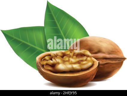 realistic vector icon. Walnuts in the shell in different shapes. Isolated on white. Stock Vector