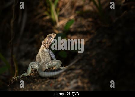 Red-headed Rock Agama - Agama agama, beautiful colored lizard from African gardens and woodlands, Entebbe, Uganda. Stock Photo