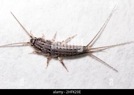 Banded silverfish - Thermobia domestica, lateral view, a common household pest. Stock Photo