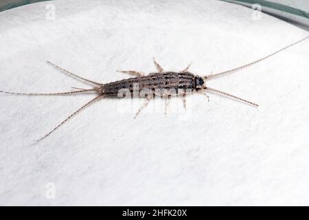 Banded silverfish - Thermobia domestica, lateral view, a common household pest. Stock Photo