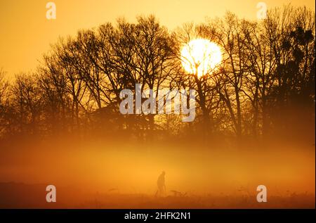 An early visitor walks through woodland as the sun rises over Bushy Park, London. Picture date: Monday January 17, 2022.