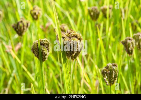 Fields of finger millet or Eleusine coracana in the Annapurna region of Nepal Stock Photo