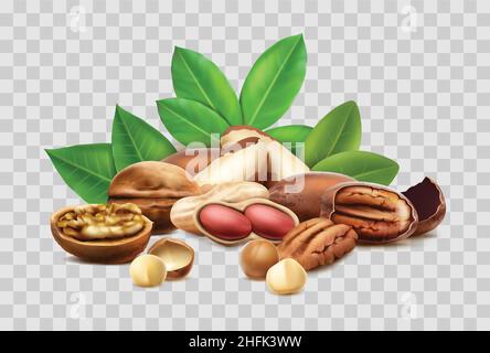 realistic vector icon. Different nuts, hazelnut, macadamia, brazilian nut. Shelled, unshelled, leaves. Isolated. Stock Vector