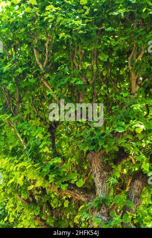 Old linden tree with branches bent up like candelabra. Decorative tilia tree Stock Photo