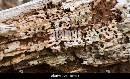 Old tree trunk with holes from a woodworm Stock Photo
