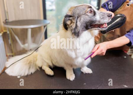 Groomer dries dog with hair dryer after bath. Grooming animals, grooming, drying and styling dogs, combing wool. Grooming master cuts and shaves, care Stock Photo