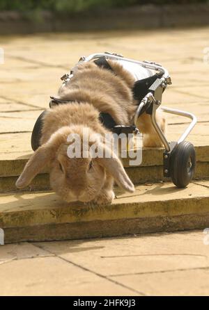A rabbit which due to non functioning back legs has had wheels added to a carriage which enables it to successfully overcome mobility in the garden at its home in England Surrey in the United Kingdom. The carriage was made by Dogonwheels which supplies similar apparatus to canine clients. Picture Garyroberts/worldwidefeatures.com Stock Photo