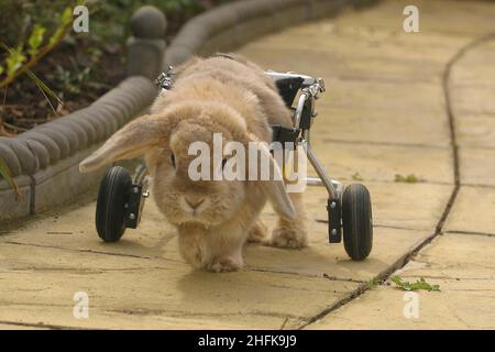 A rabbit which due to non functioning back legs has had wheels added to a carriage which enables it to successfully overcome mobility in the garden at its home in England Surrey in the United Kingdom. The carriage was made by Dogonwheels which supplies similar apparatus to canine clients. Picture Garyroberts/worldwidefeatures.com Stock Photo