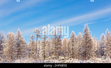 Winter forest against a blue sky in South Yakutia, Russia Stock Photo